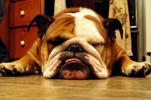 english_bulldog